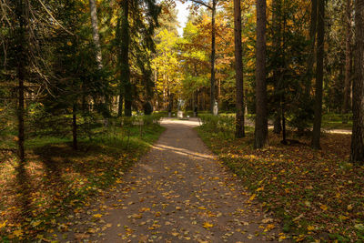 Road amidst trees in forest during autumn