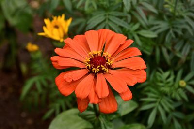 Close-up of orange flower blooming outdoors