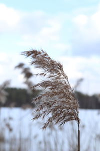 Close-up of frozen plant on field against sky