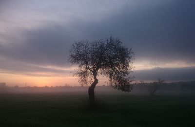 Silhouette tree on field against sky during sunset