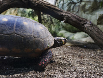 Close-up of tortoise on branch