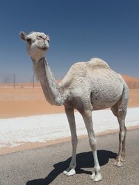 Side view of camels on sand at desert