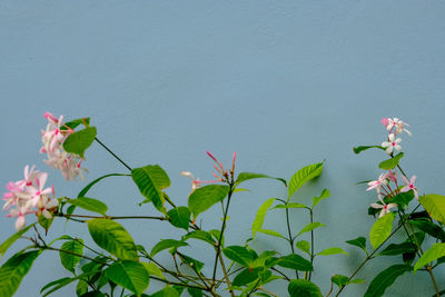 Close-up of pink flowering plant against wall