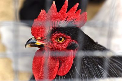 Close-up of rooster in farm seen through fence