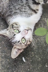 Close-up portrait of cat lying down