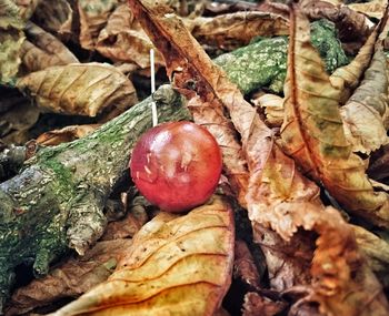 Full frame shot of apple on field
