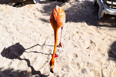 Pink flamingo standing on the beach close to the sea  in aruba, renaissance island