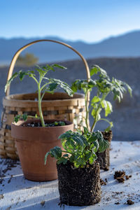 Table top view of gardening or potting bench with young tomato plants, clay pot, garden basket