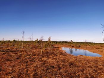 Plants growing on land against clear sky