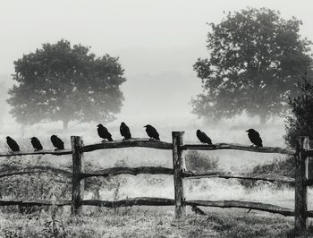 Birds perching on a tree