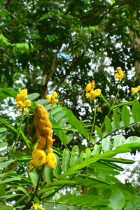 Close-up of yellow flowering plant