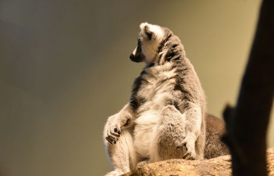 Full length of lemur looking away while sitting against blurred background