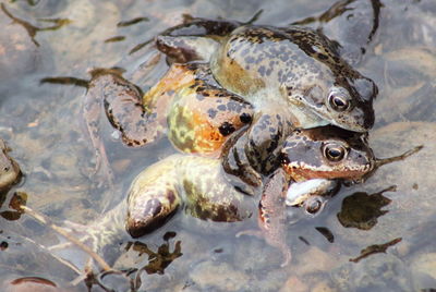 High angle view of frog in water