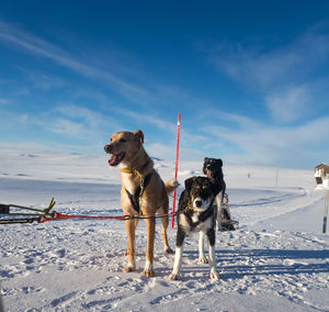 A beautiful six dog team pulling a sled in beautiful norway morning scenery. 