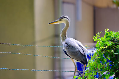 Close-up of grey heron