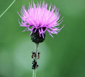 Close-up of purple flowering plant