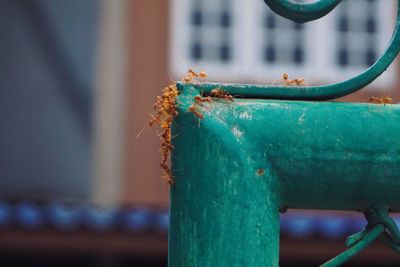 Close-up of rusty metal on wood