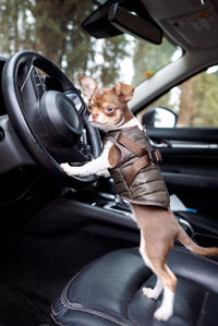Portrait of dog sitting in car