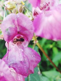 Close-up of pink flower