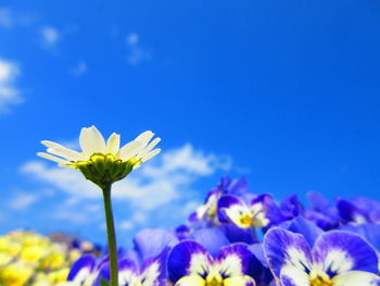 Close-up of fresh blue flowers blooming against sky