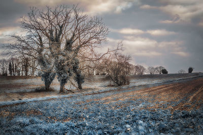 Bare trees on snow covered landscape against sky