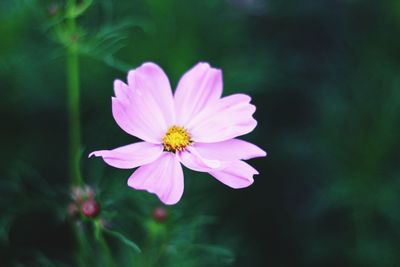 Close-up of pink cosmos flower blooming outdoors