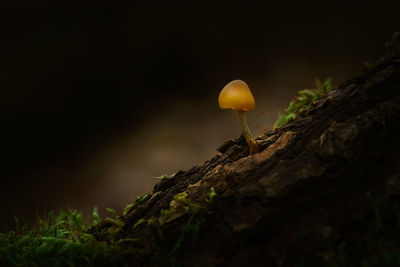 Close-up of yellow mushroom growing on tree