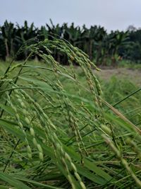 Close-up of fresh plants on field against sky