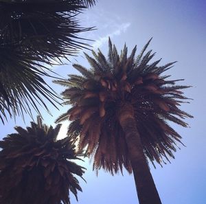 Low angle view of palm trees