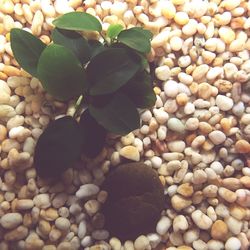 Close-up of pebbles