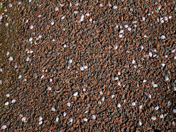 Full frame shot of rocks on field