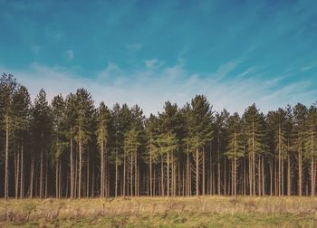 Pine trees in forest against sky