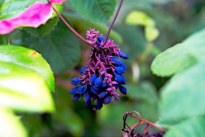 Close-up of butterfly pollinating on purple flowering plant