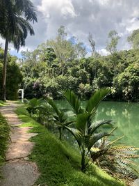 Palm trees in park against sky