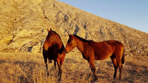 Horses standing on field against clear sky