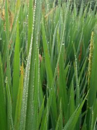 Full frame shot of wet plants