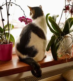 Cat sitting on potted plant