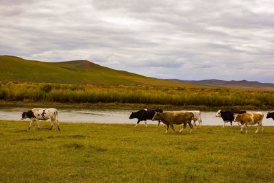 Cattle on the border river between china and russia