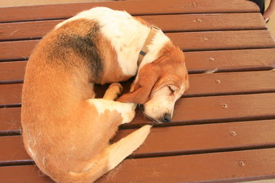 View of a dog sleeping on bench