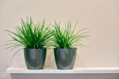 Two artificial green plants pot on shelf. plastic decorative flora in house. minimalistic background