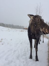 Horse on snow covered land