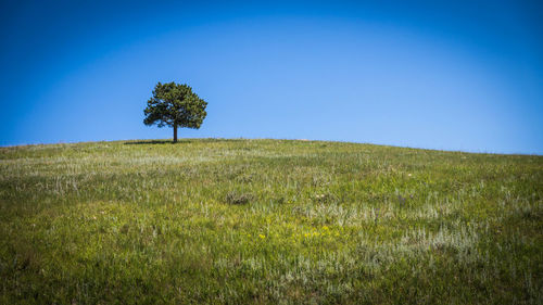 Single tree on field against clear blue sky