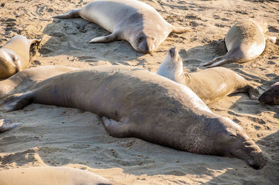 Sea lion lying on sand at beach