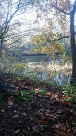 Trees growing in forest during autumn