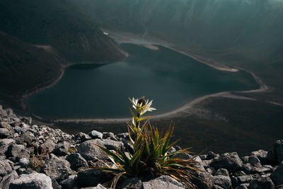 Close-up of cactus growing on cliff against lake
