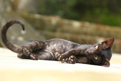 Close-up of a cat resting