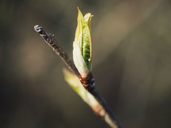 Close-up of insect on leaf