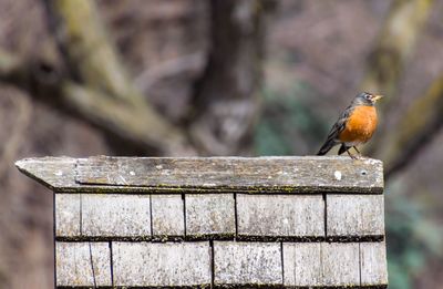 Robin perching on wood