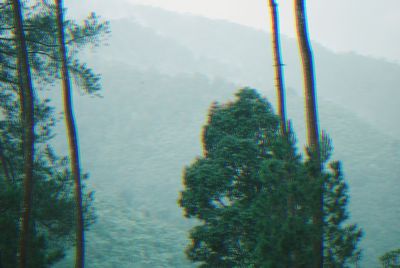 Scenic view of trees in forest