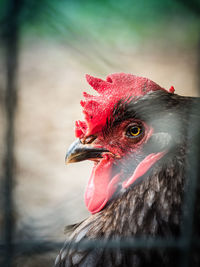 Close-up of a bird